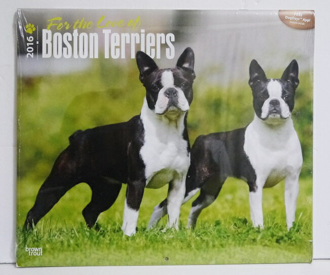 輸入2016年DX犬カレンダー「ボストンテリア」『Buston Terrier 2016』 　月めくり形式で、上部に写真、下部に日付（メモ欄あり）　のデザインです。　30cm×35cm。 2016年　1月～12月まで。未開封新品です。発送は定形外郵便510円を予定しています。