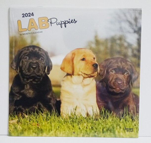 輸入2024犬カレンダー「ラブラドール・レトリバー パピー」『labrador retriever puppies 2024』　月めくり形式で、上部に写真、下部に日付　（メモ欄あり）のデザインです。　30cm×30cm。 2024年　1月～12月まで。未開封新品です。発送は定形外郵便510円を予定しています。