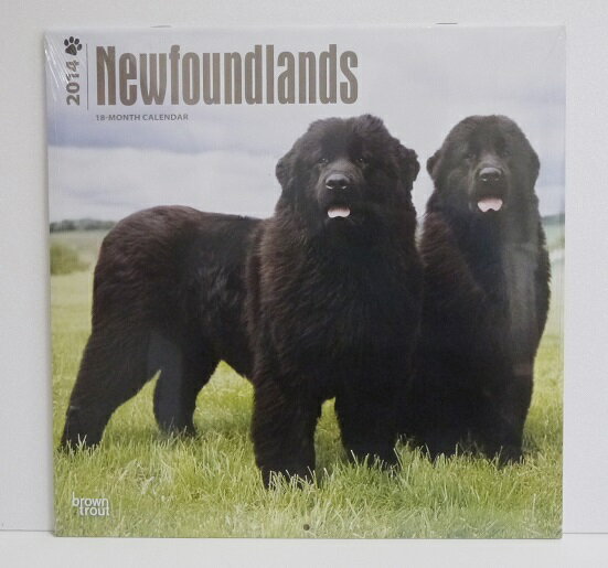 輸入2014年犬カレンダー「ニューファンドランド」