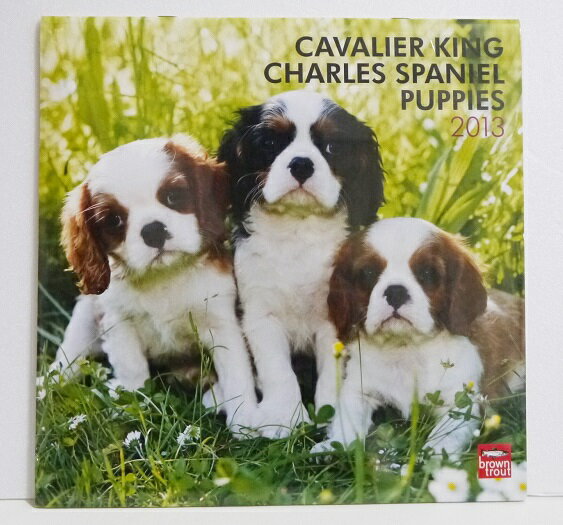 輸入2013年犬カレンダー「キャバリエキングチャールズスパニエル パピー」