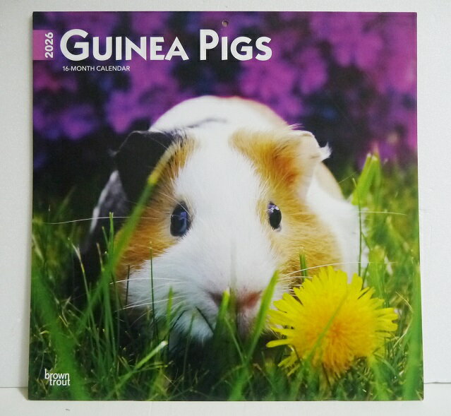 輸入2026年カレンダー「モルモット」