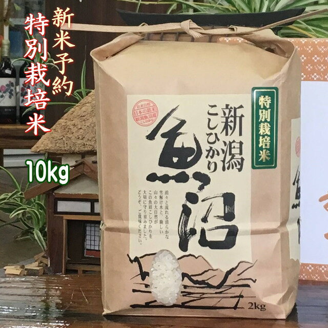 新米 令和5年 米 10kg 魚