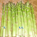 アスパラガス(極太LL-L以上混合)1kg 生産農家 朝採り 発送 新潟産(A級・グリーンアスパラガス)要予約