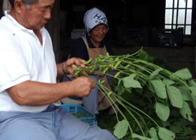 枝豆 茶豆 だだ茶豆 晩成 2k 新潟産【送料込 沖縄別途加算】生産農家の朝採り 産地直送（8月半ば過ぎ〜9月半ば/発送日制約有）【マラソン201608_送料込み】