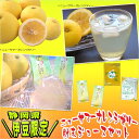 ジュースセット ニューサマーオレンジゼリー12個入 伊豆フル...