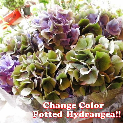 母の日 プレゼント 鉢植え 秋色あじさい系 あじさい ◆母の日ギフト 花鉢 あじさい ◆ブルー系おまかせ商品です　母の日期間限定ギフト