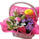 母の日 鉢植え マイメロ入りギフト 季節のお花お任せギフト マイメロディ 母の日 花鉢 プレゼント