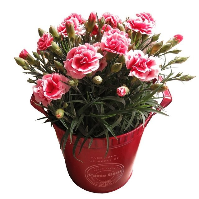 母の日 プレゼント 鉢植え カーネーション ピンク系 プロにおまかせ♪ ◆母の日ギフト 花鉢