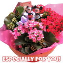 母の日 プレゼント カランコエ カラフルカラー 鉢植え ミッキー ミニー入り ◆母の日ギフト 花鉢 カランコエ