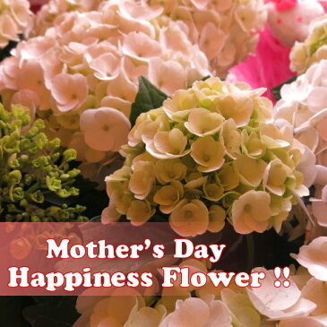 母の日 ギフト 白アジサイ ◆母の日ギフト 花鉢 あじさい 鉢植え 紫陽花 母の日期間限定ギフト