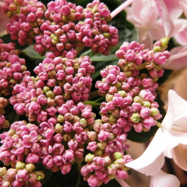 母の日 あじさい 鉢植え ギフト ガクあじさい ピンク系 ◆母の日ギフト 花鉢 あじさい　母の日期間限定ギフト