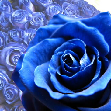 青バラ　花束　プリザーブドフラワー　大輪系青バラ20本使用　プリザーブドフラワー　花束　枯れずにいつまでもキレイな青バラ　ギフト◆誕生日プレゼント・成人祝い・記念日の贈り物におすすめのフラワーギフト