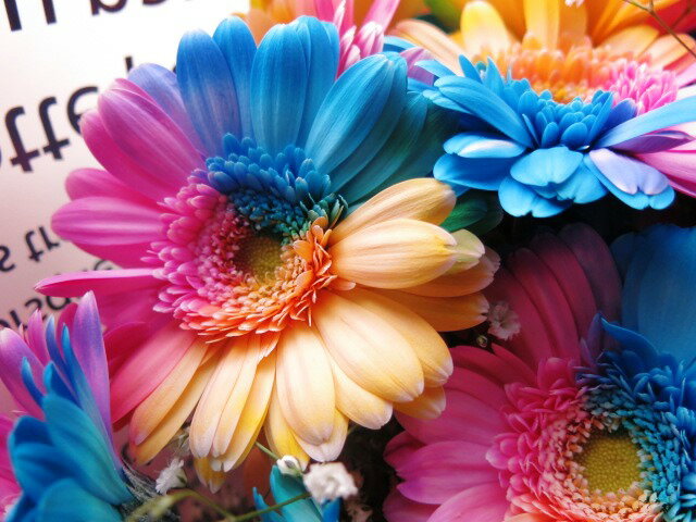 �쥤��ܡ������٥顡��«���쥤��ܡ������٥顡25�ܡ���«�����ץ饤���ʥե����եȡ��쥤��ܡ������٥�