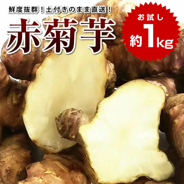 【感謝セール 期間限定p5倍】赤菊芋 約1kg 送料無料 菊芋 令和5年度産 群馬県産 生菊芋 生赤 ...