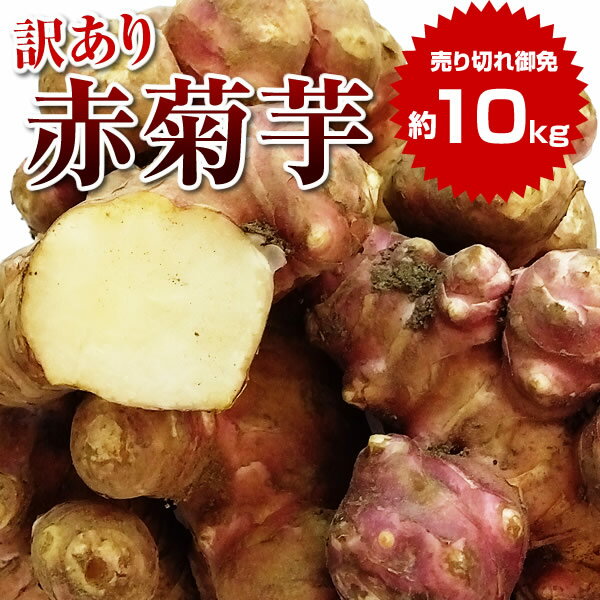 【訳あり 】赤菊芋 約10kg 送料無料 菊芋 令和6年度産 群馬県産 生菊芋 生赤菊芋 土付き イヌリン 菊芋チップス 菊芋パウダー きくいも 生きくいも 生キクイモ キクイモ きくいも 国産※送料 離島+500円 沖縄+1000円