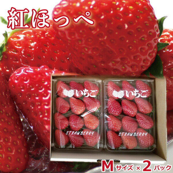 いちご ギフト 山梨県産 紅ほっぺ イチゴ 苺 Mサイズ ×2パック ご自宅用 新鮮 朝採れ 摘みたて発送 予約販売 産地直送 ホワイトデーのサムネイル