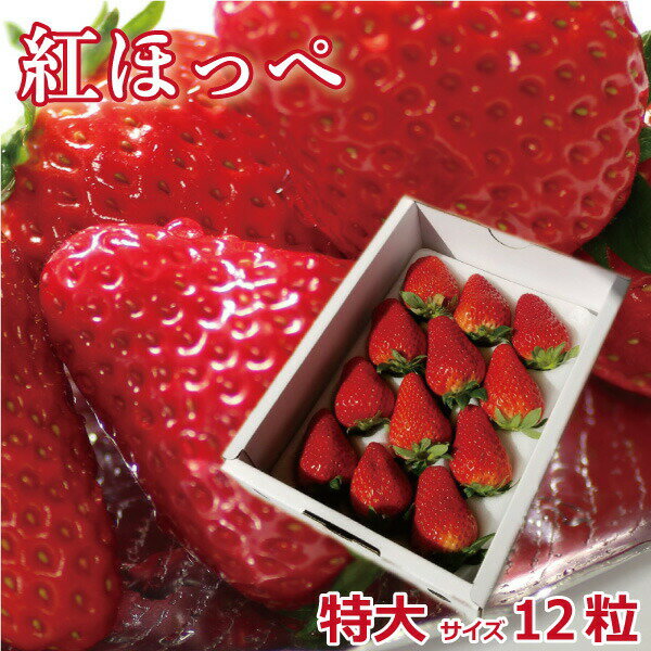 小さいいちご|小粒でも美味しい!甘くて人気の小さめ苺の通販おすすめ