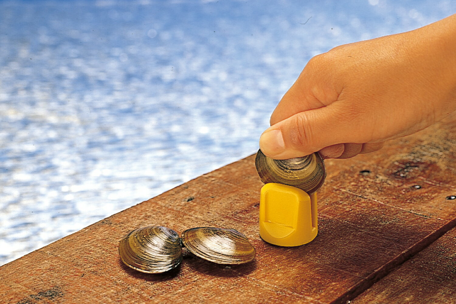 第一精工(DAIICHISEIKO) アケミ貝割り器ミニ