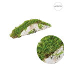■モス白樺ベース(w36cm) (2個セット) インテリア 枝 切り株 人工芝 観葉植物 モス 店舗装飾 造花 フェイクグリーン アレンジ 吊下げ 天井 壁面
