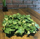 【再入荷】【2枚セット】イングリッシュアイビーガーデンマット (30×30) 観葉植物 フェイク モス インテリア 店舗装飾 造花 フェイク グリーン アレンジ...