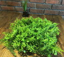 【2枚セット】【おすすめ商品】ルーカスミックスリーフマット (35×35) 観葉植物 マット モス インテリア 店舗装飾 造花 フェイク グリーン アレンジ 吊下げ 天井 壁面