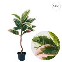 【新作】ゴムの木斑入ミニポット (H50cm) 人工観葉植物 造花 フェイクグリーン 葉っぱ 観葉植物 壁掛け 壁 吊り下げ シンプル モダン 可愛い リアル