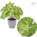 【2個セット】シンゴニュームミニポット (25cm) 人工観葉植物 造花 フェイクグリーン 葉っぱ 観葉植物 壁掛け 壁 アレンジ 高クオリティー おしゃれ