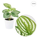 【3個セット】ペペロミアプチポット(17cm) 人工観葉植物 造花 フェイクグリーン 葉っぱ 観葉植物 壁掛け 壁 アレンジ 高クオリティー おしゃれ