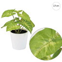 【3個セット】シンゴニュームプチポット (17cm) 人工観葉植物 造花 フェイクグリーン 葉っぱ 観葉植物 壁掛け 壁 アレンジ 高クオリティー おしゃれ