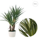【新作】ユッカミニポット (H50cm) 人工観葉植物 造花 フェイクグリーン 葉っぱ 観葉植物 インテリア シンプル お世話いらず