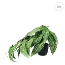 ベゴニア (H22cm) 人工観葉植物 造花 フェイクグリーン 葉っぱ 観葉植物 壁掛け 壁 吊り下げ インテリア お世話いらず モダン