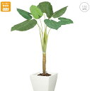 クワズイモ (170cm) フェイクグリーン 店舗 触媒 鉢植え インテリアグリーン 人工観葉植物 おしゃれ かわいい リアル 幹 枝