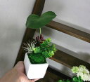 【再入荷】 ゲイラックスアレンジ（手のひらサイズ）人工観葉植物 フェイクグリーン 観葉植物 造花 光触媒 インテリア おしゃれ CT触媒 消臭 抗菌 お祝い 開店 開業祝い