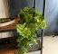 【観葉植物 造花】グレープバイン(葡萄 葉っぱ フェイク グリーン インテリア イミテーション 触媒 モダン 夏 目隠し)