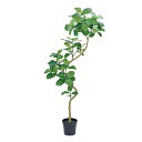 【おすすめ】アルテシマツリー ゴムの木 (高さ200cm) 観葉植物 造花 リアル タヒチ 南国 夏 観葉植物 大型 インテリア 人工 フェイク 模様替え おし...
