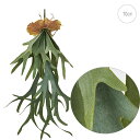 コウモリラン (70cm) 造花 多肉植物 ビカクシダ 店舗装飾 インテリアディスプレイ 季節 飾り イベント 装飾 造花 観葉植物 アートグリーン )