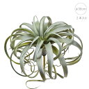 【造花 多肉植物】キセログラフィカ (2本入り) (グリーン) カクタス 店舗装飾 インテリアディスプレイ 季節 飾り イベント 装飾 造花 観葉植物 アートグ...