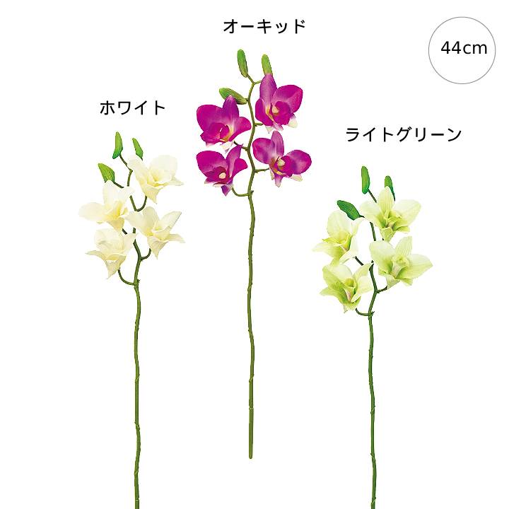 プライマリデンファレゴージャスエレ...