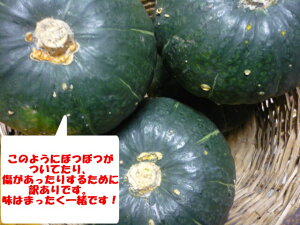 北海道産小さいけど美味しい丸ごと使えるかわいいかぼちゃ訳あり坊ちゃんかぼちゃ 1玉 ハロウィンにも！！