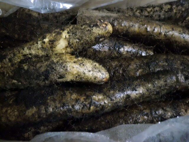 送料無料 北海道産〜土付長いも粘り甘みがありうま〜い訳あり長いも 10kg