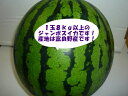 送料無料(一部地域除きます)北海道富良野産訳あり 大玉 スイ...