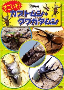 すごいぞ!カブトムシ・クワガタムシ【キッズ 動物 DVD 中古】ケース無し レンタル落ち
