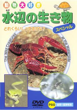 &nbsp;制作年、時間&nbsp;2004年&nbsp;26分&nbsp;製作国&nbsp;日本&nbsp;メーカー等&nbsp;ビデオメーカー&nbsp;ジャンル&nbsp;趣味、実用／動物／子供向け、教育&nbsp;カテゴリー&nbsp;DVD&nbsp;入荷日&nbsp;【2026-04-27】【あらすじ】田んぼや小川に住む生き物「アメリカザリガニ」・「おたまじゃくし」、池や沼に住む生き物「ゲンゴロウ」・「クサガメ」、渓流に住む生き物「サワガニ」・「イモリ」他、全33種類の生物を収録。※ジャケット(紙)には、バーコード・管理用シール等が貼ってある場合があります。※DVDケース無しです。予めご了承ください。ディスクはクリーニングを行い出荷します