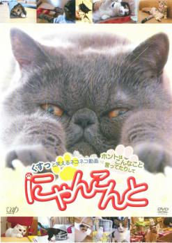 にゃんこんと くすっと笑えるネコネコ動画 ホントはこんなこと言ってたりして【趣味・実用 動物・ペット DVD 中古】ケース無し レンタル落ち