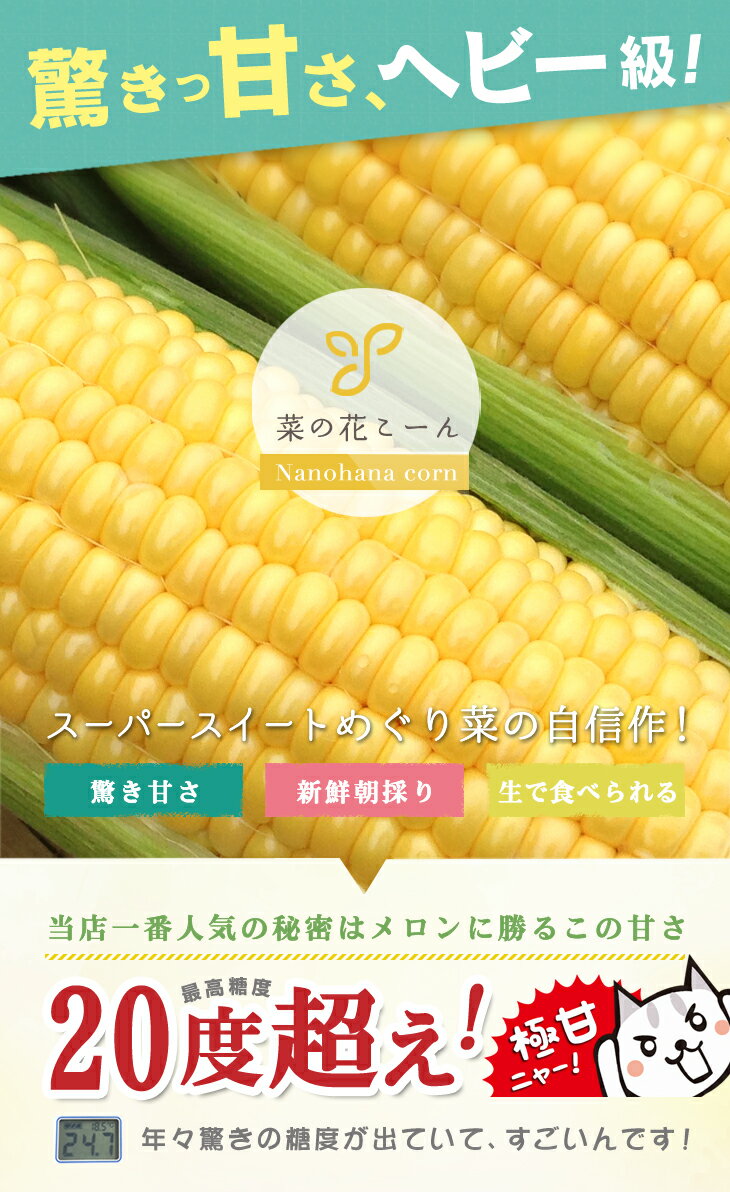 とうもろこし　極甘品種おおもの 生で食べられる　菜の花こーん Lサイズ10本(約3kg以上) 朝採り 農家直送 ゴールドラッシュより甘い品種おおもの 予約 2