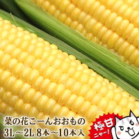 とうもろこし　極甘品種おおもの 生で食べられる　菜の花こーん 8本〜10本(約3.5k...