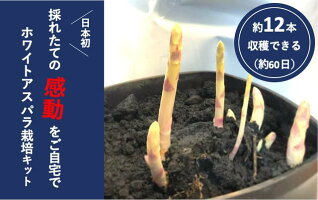 楽天市場 Tv紹介 朝だ 生です旅サラダ ホワイトアスパラガス栽培キット 野菜 かわいい 説明書付き 馬場園芸 白い果実 浄法寺 栽培キット さんにもん 三右エ門 農家のお店 めぐり菜 楽天市場 Tv紹介 朝だ 生です旅サラダ ホワイトアスパラガス栽培キット 野菜 かわいい 説明書付き 馬場園芸 白い果実 浄法寺 栽培キット さんにもん 三右エ門 農家のお店 めぐり菜