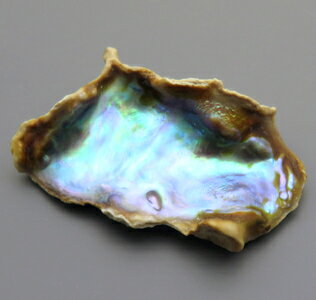 アバローンパール 24.00ct 裸石 ルース 貴重な天然アワビ真珠 天然だからこそ世界で一つだけ 北カリフォルニア 瑞浪鉱物展示館 4911