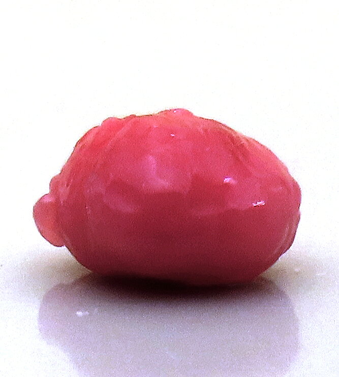 コンクパール 0.69ct ルース 色むらのない濃いめのピンク カリブ海 【鉱物標本プレ...