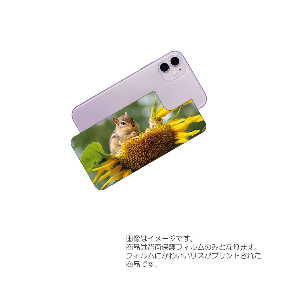 Apple iPhone 11 用 背面 保護 フィルム 動物 プリント ( かわいい リス ) ★ アップル アイフォン イレブン
